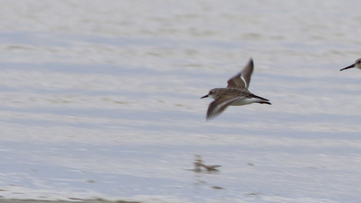 Little Stint — Ana fotoğraf